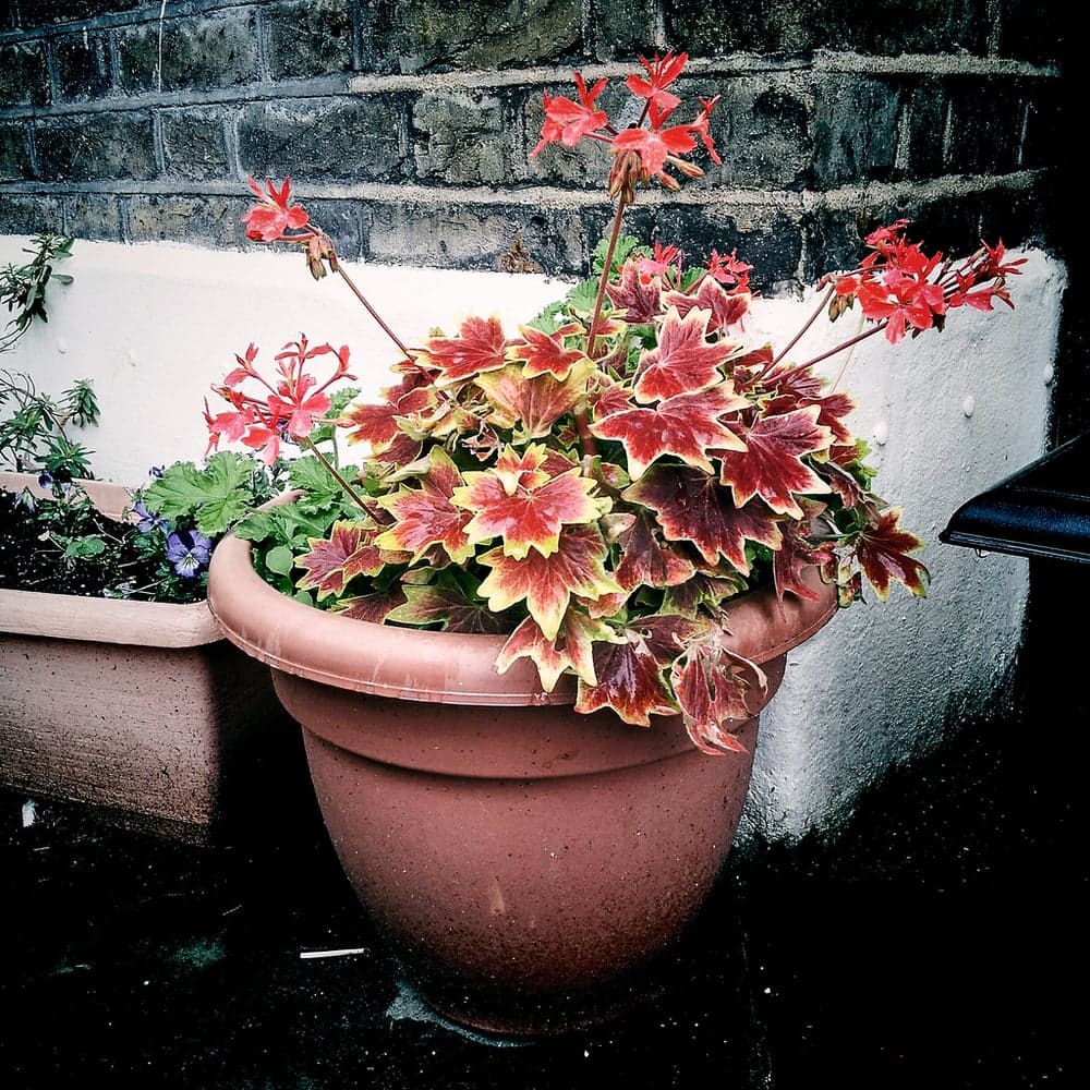 Geran (pelargoniya), sopol tuvakda