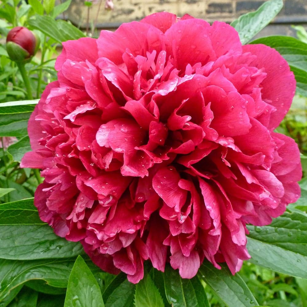 Malina rangli pion, 5 dona