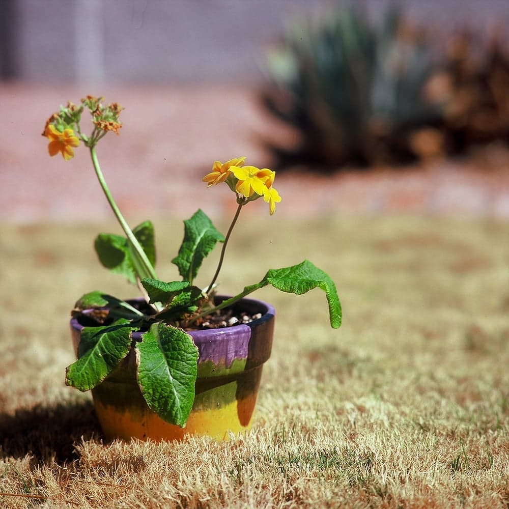 Primula, tuvakda