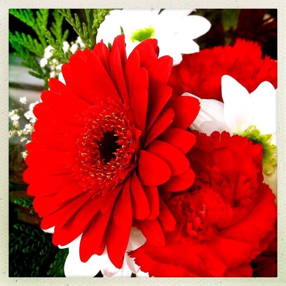 Qizil gerbera va oq gullar kompozitsiyasi