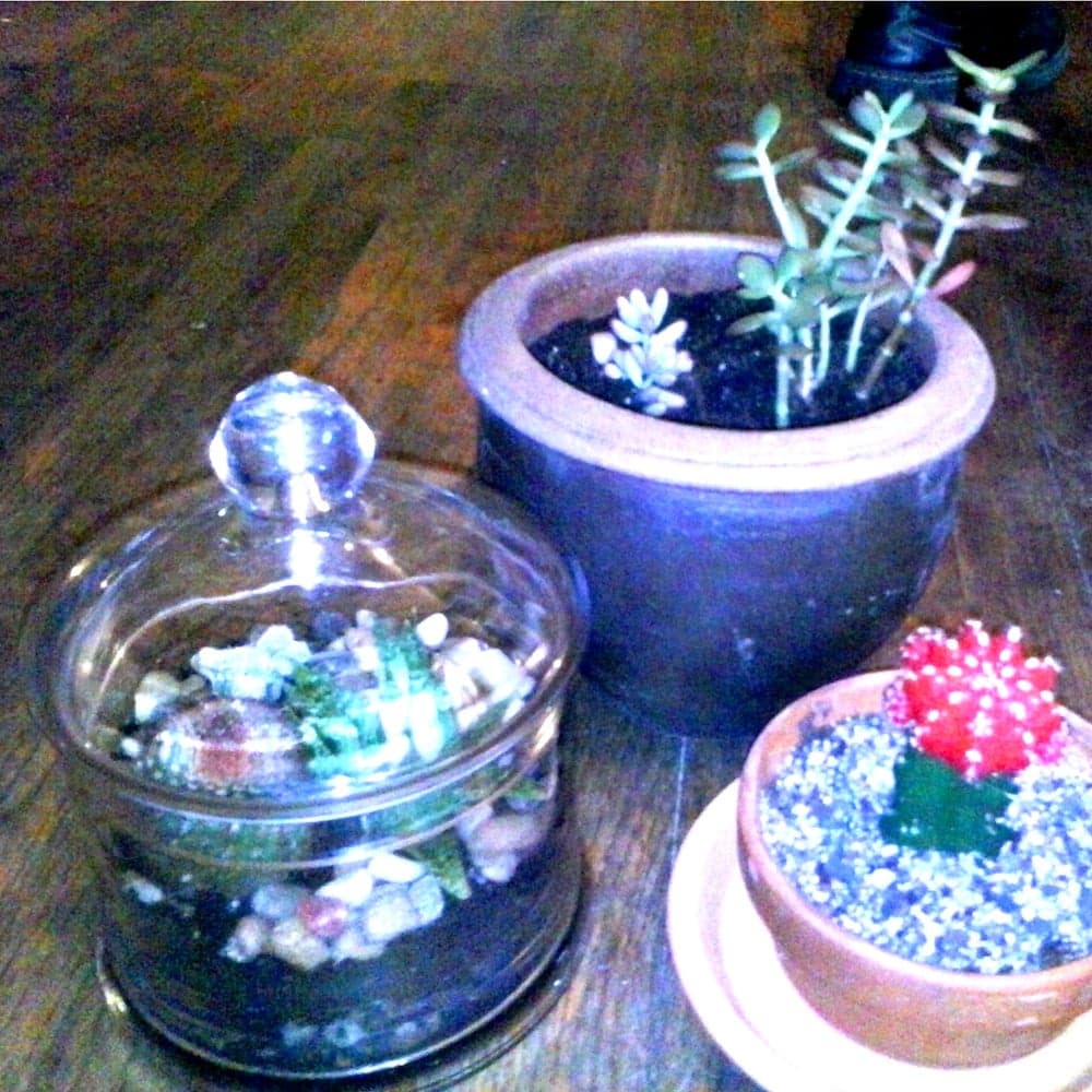 Sukkulent terrarium shisha idishda